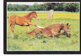 Jument Et Poulain - Horses