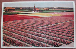 NETHERLANDS HOLLAND NOORDWIJK TULIPSBLOOMING FIELDS MUSEUM ART VINTAGE POSTCARD PC CPM CARTOLINA - Hoogezand