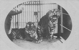 Carte Postale Photo TIGRE-Animaux-Félin En Cage ZOO ? CIRQUE ? - Tijgers