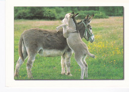 Anesse Et Anon - Donkeys