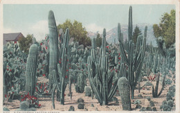 A California Cactus Garden , 00-10s - Cactusses
