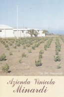 Vigne - Sicilia - Pantelleria (TP) - Azienda Vinicola Minardi " Dal 1940 Passione Pura " - - Vignes