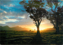 CPSM Sunset Near Wilpena Pound-South Australia    L193 - Otros & Sin Clasificación