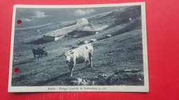 Cow.Rabbi-Malga Cespede Di Samoclevo - Trento