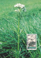 Lichtenstein -Heilpflanzen - Gebräuchlicher Baldrian - Geneeskrachtige Planten