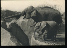 St Mandé 94 Parc Zoologique Du Bois De Vincennes Comité National De L'Enfance Un éléphant D'asie Femelle Et Micheline Je - Parchi, Giardini