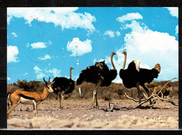 4W * ANIMALS OF NAMIBIA * SPRINGBOCK MIT STRAUSSEN **!! - Namibië
