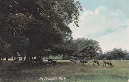 ARUNDEL PARK - Arundel