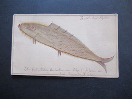 Kolonie DR / GB Natal Süd Afrika Um Ca. 1900 Selbstgemalte / Gestaltete Karte Fisch Aus Einem Blatt An Frau Inspector - África Oriental Alemana