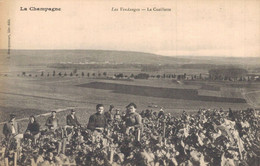 H0601 - LA CHAMPAGNE - LES VENDANGES - La Cueillette - Vignes