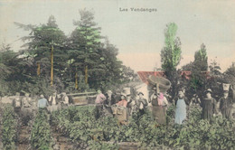 H0601 - Les Vendanges - Vignes