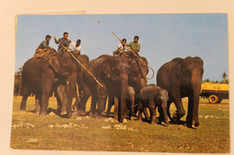 Carte Postale : THAILAND : Showing As How Elephants Are Caught And Trained At Surin Province, Stamps - Thaïlande