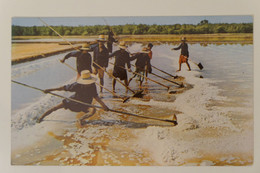 Carte Postale : THAILAND : CHOL-BURI : Salt Field - Thaïlande