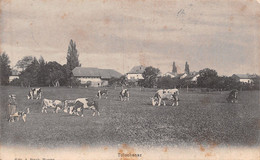 Tolochenaz - Troupeau De Vaches - Paysanne Avec Chien -  District Morges - Opera