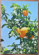 ISRAEL PALPHOT 6475 JAFFA ORANGE FLOWER WILD PICTURE JUDAICA CARD POSTCARD CARTOLINA ANSICHTSKARTE - Nouvel An