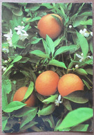 ISRAEL PALPHOT 9593 JAFFA ORANGE FLOWER WILD PICTURE JUDAICA CARD POSTCARD CARTOLINA ANSICHTSKARTE - Nieuwjaar