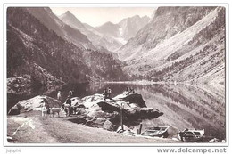 Environs De Cauterets - Lac De Gaube - Le Massif Le Vignemale -  Personnes Nourrissant Les Chèvres Chèvre - Aragnouet