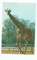 London Zoological Society    Postcard   Giraffe Posted 1979 - Girafes