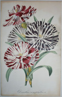 BOTANICA: Dianthus Caryophyllus: Originele 19e Eeuwse Gravure - Stampe & Incisioni