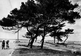 St Brévin Les Pins * Sous Les Pins Vers La Plage - Saint-Brevin-les-Pins