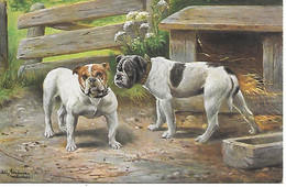 English Bulldog, Bouledogue Anglais, Englische Bulldogge By Illustrator Schönian - Perros