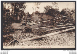 CPA Malaysia Typhoon At Rubber Estate - Malasia