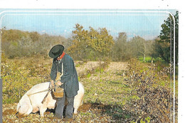 AGRICULTURE  - CARTE  POSTALE  COLORISEE  -  EN  PERIGORD    ,  Chercheur  De  Truffes - Vari