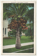 Cocoanuts, Palm Beach, Florida - 1933 - Palm Beach