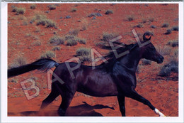 L'Arabe (Race De Cheval Originaire Du Moyen-Orient) - Photo Gabrielle Boiselle - Horses