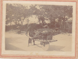 Tonkin Photographie 1900 La Brouette Annamite Transport Des Cochons Au Marché Vietnam Dieulefils ? Indochine Photo - Asie