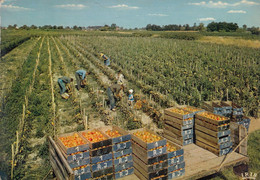 LE LOT ET GARONNE: Verger De La France - La Cueillette Des Tomates - Cultures