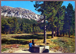 °°° Cartolina - Abruzzo Pittoresco Pineta Colle Delle Vacche Pratola Peligna Nuova (l) °°° - Avezzano