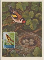 Saint Marin Carte Maximum 1960 Oiseau Chardonneret 484 - Brieven En Documenten