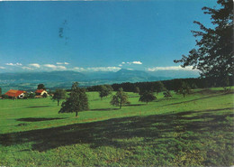 Beinwil (Freiamt) - Alpwirtschaft Horben Panorama         Ca. 1980 - Beinwil Am See