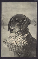 DOG Dachshund - Basset - Teckel - Tackel - Tekkel - Dackel OLD POSTCARD (see Sales Conditions) - Dogs