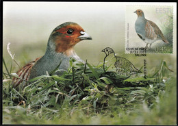 2013 Estonia Bird Of The Year: Partridge Maximum Card - Perdrix, Cailles