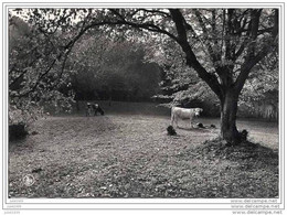 BOURSEIGNE - NEUVE ..-- GEDINNE ..-- Un Coin Paisible Près Du MOULIN . - Gedinne