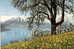 Delcampe - Weggis - Vierwaldstättersee - Weggis