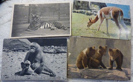Eb2 - 6 CPA D'ANIMAUX - LIEVRE HUPPE COMMUNE GIBBON - TIGRE - VIGOGNE - OURS - Other