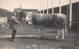 Bern, IX. Schweizerische Ausstellung Für Landwirtschaft, Forstwirtschaft & Gartenbau 1925 -  Bullenschau -  Stier - Berne