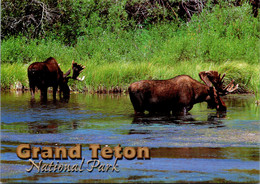 Wyoming Grand Teton National Park Shiras Moose - Autres & Non Classés