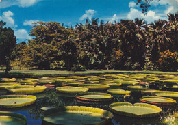 Ile Maurice,mauritius - Altri & Non Classificati