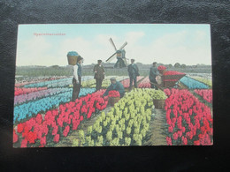 LISSE, Hyacinthenvelden - Belle Animation Avec Ouvriers Et MOULIN - Lisse