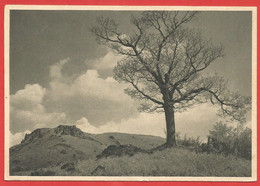 Schönheit Am Wege, Jahrbuch 1930, Fotokunst, Künstlerkarte - Fotografía