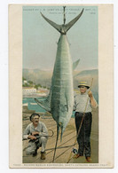 Un Record De Pêche. Gros Poisson. Record Marlin Swordfish, Santa Catalina Island,calif - Pesca