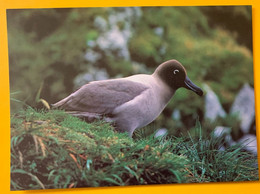 13131 -  TAAF Albatros FulIgineux à Dos Clair  Photo A. Fatras - TAAF : French Southern And Antarctic Lands