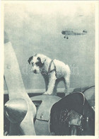 ** T2/T3 Talisman. Aeroklub Republiky Ceskoslovenské. Am. Foto Masojidek / Czechoslovak Airplane With Dog - Unclassified
