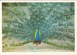 ANIMALS, BIRDS, PEACOCK - Peacocks