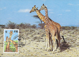 CARTE MAXIMUM  - MAXIMUM KARTE - MAXICARD - MAXIMUM CARD - KENYA - FAUNE - GIRAFE - (Giraffa Camelopardalis Reticulata) - Giraffes