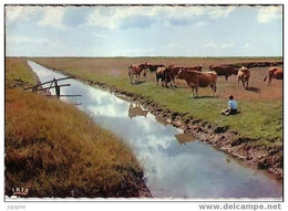 Vendée Pittoresque - Un Coin De Marais - Jeune Homme Et Vaches - Postée De La Mothe Achard - 1971 - La Mothe Achard